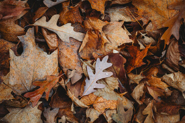 Close up of brown fallen leaves on the ground on autumn day.