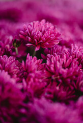 Close up of bright pink chrysanthemum flowers on autumn day.