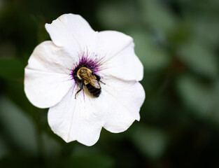 Close up of bee gathering pollen in the center of white flower.