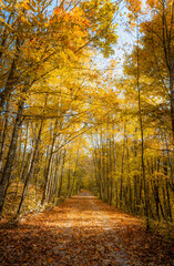 Beautiful golden leaf covered trail through the woods on autumn day.