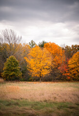 Beautiful colorful trees at the edge of a field on an autumn day.