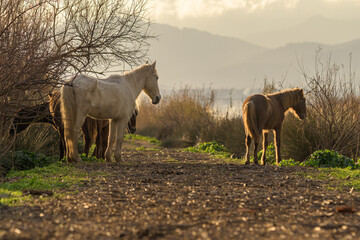 group of horses in freedom at sunset,young and adults in herd