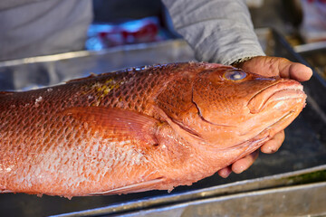 Cropped hand holding  red snapper for sale at fish market