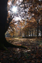 Fototapeta premium Big oak in beautiful autumn park