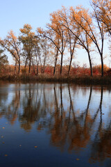 Golden autumn trees near the water