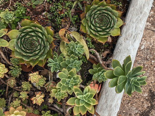 Top view of beautiful Echeveria Succulent plant outdoor