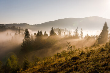 The mountains covered with woods in the morning mist - obrazy, fototapety, plakaty
