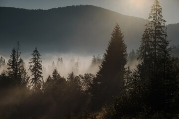 The mountains covered with woods in the morning mist - obrazy, fototapety, plakaty