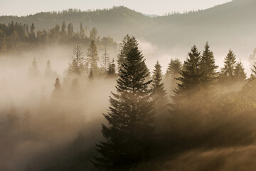 The mountains covered with woods in the morning mist