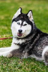 The husky dog face with differents colors of the eyes