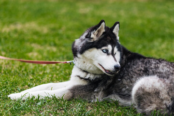 The young husky dog resting on the grass
