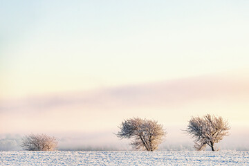 Fototapeta na wymiar Windswept trees in a wintry landscape