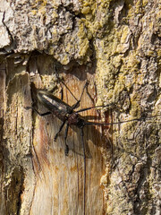 Bark beetle, pest beetle on a tree trunk. 