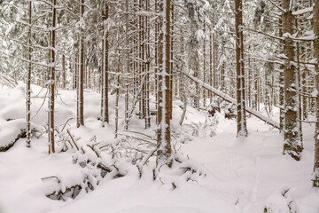 Snowy spruce forest on a cold winter day in the north