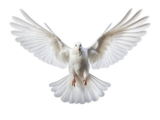 Peaceful Dove in Mid-Flight with Extended Wings Isolated on Transparent or White Background, PNG