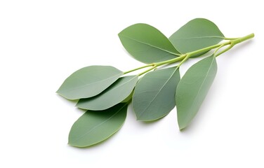 eucalyptus leaves and herbs on white background for design