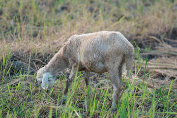 sheep or wedus gembel are eating grass in the field