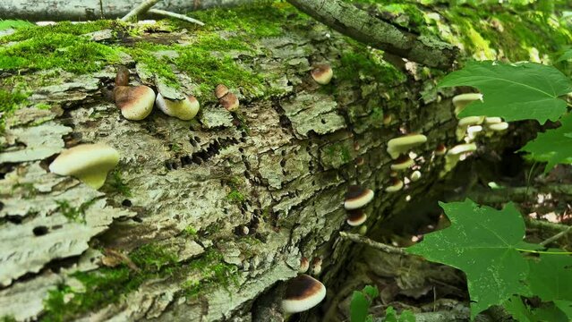 Benzoin bracket mushrooms Ischnoderma resinosum growing on side of mossy log