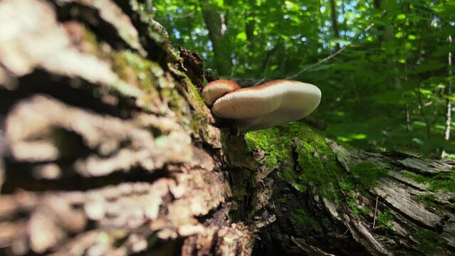 Resinous polipore shelf mushroom growing on mossy log. Low angle side view