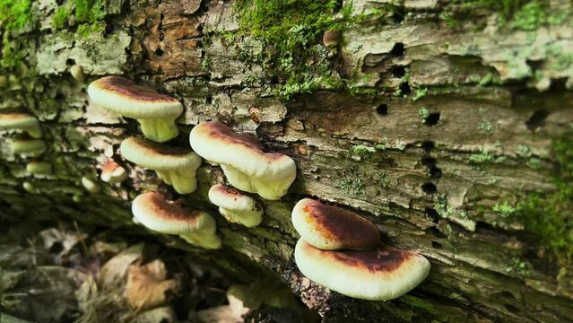 Resinous polypore shelf mushrooms growing on rotting bark of log in forest