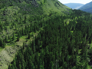 Aerial view of a green mountain landscape sprawling beautiful coniferous forest. 
