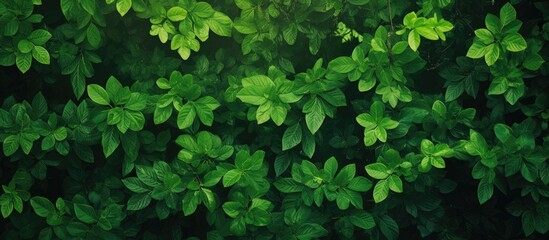 Frame with fresh green tree leaves serving as a natural background Copy space image Place for adding text or design