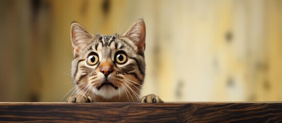 Confused skeptical cat with big eyes unsure expression cute scared kitten puzzled wide eyed portrait Copy space image Place for adding text or design