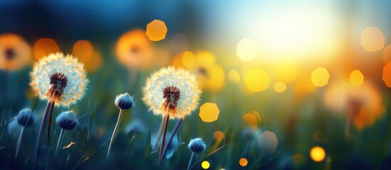 Colorful image of dandelion flowers in a field at sunset on a dark blue green background Copy space...
