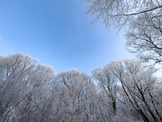 Panoramic view of the winter forest covered with frost. 