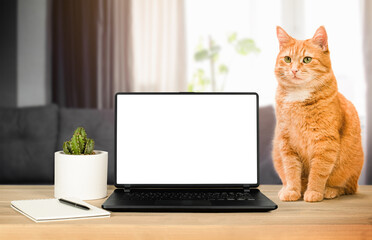 laptop with a blank screen and a red cat sitting next to it. work from home concept