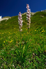 Mücken-Händelwurz // Fragrant orchid (Gymnadenia conopsea) - Abruzzen, Italien