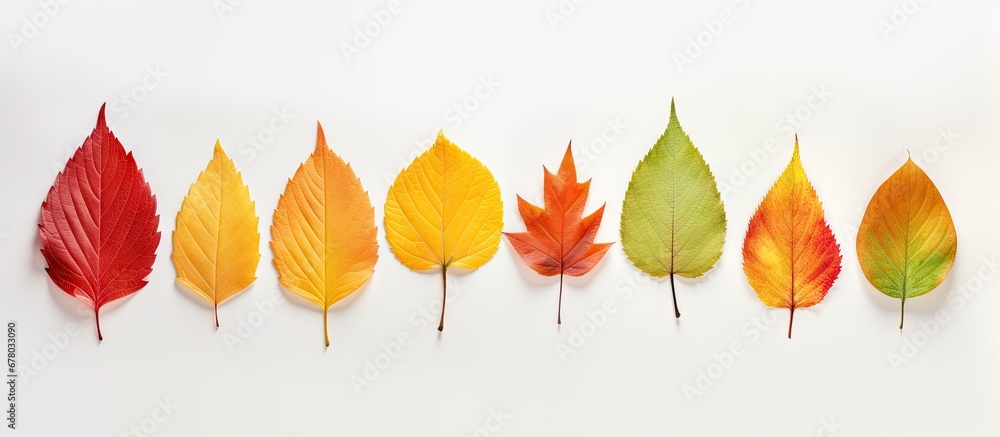 Poster colorful autumn leaves arranged creatively in a flat lay representing the season copy space image pl