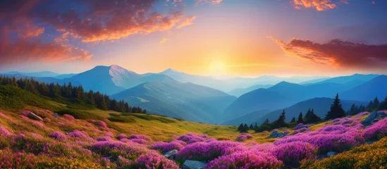 Papier Peint photo Prairie, marais Colorful Carpathian mountains landscapes in Ukraine Europe featuring a lawn with pink rhododendron flowers and a beautiful summer sunset Copy space image Place for adding text or design
