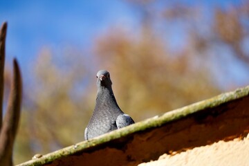 pigeon on a branch