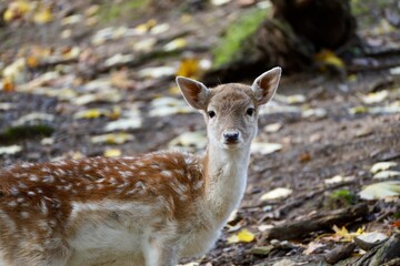 Obraz premium white deer