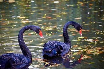 black swan on a lake