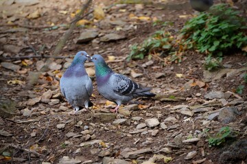 pigeon on the ground