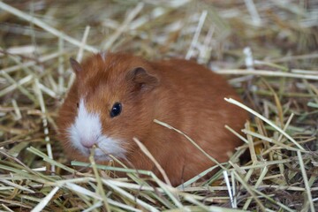 hamster in the grass
