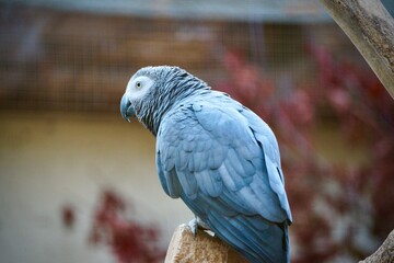 Obraz premium blue and yellow macaw