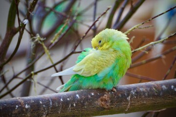 blue and yellow macaw