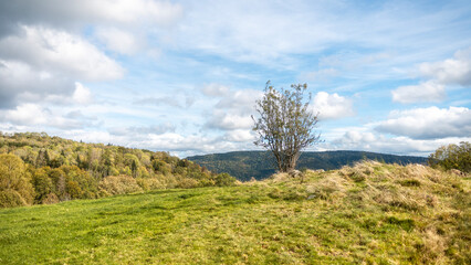 Obraz premium Arbre solitaire sur les hauteurs des montagnes vosgiennes