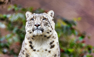 Snow leopard close up, animal protection concept