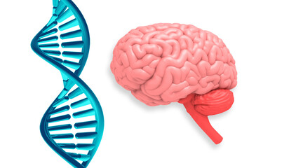 Human brain with DNA strand on white background. 3d illustration.