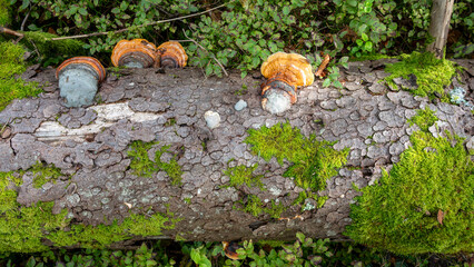 Tronc coupé de sapin avec des champignons