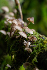 Wild mushrooms in the forest on Norway