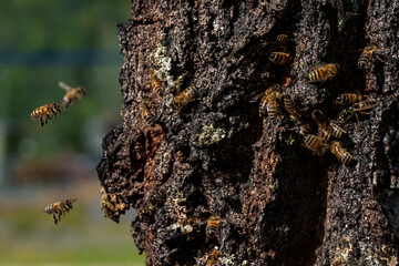 Honey bees flying into their hive inside of a tree 
