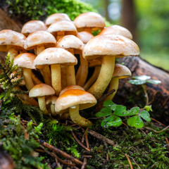 Gros sur une grappe de petits champignons poussant au milieu des trèfles et de la mousse sur une souche d'arbre