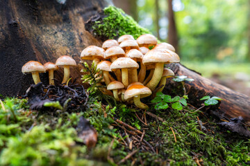 Groupe de petits champignons en gros plan et au ras du sol, poussant sur une vieille souche moussue