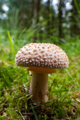 Wild mushrooms in the forest on Norway