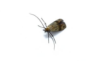 Fototapeta na wymiar Macro detail of the head of a moth of the genus Phereoeca isolated on white background, studio photo